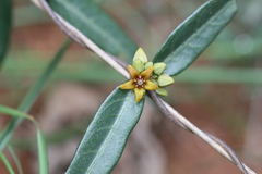 Hemidesmus indicus var. indicus